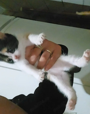 pisica mica de adoptat 