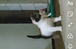 pisici mici de adoptat 