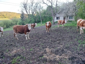 Vaci de vânzare  - imagine 2