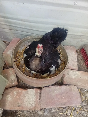 Vând 3 Rațe și un Rățoi Preț 300 Lei toate 