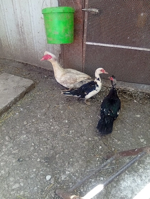 Vând 3 Rațe și un Rățoi Preț 300 Lei toate  - imagine 5