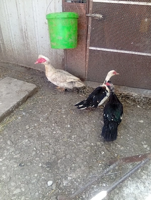 Vând 3 Rațe și un Rățoi Preț 300 Lei toate  - imagine 3