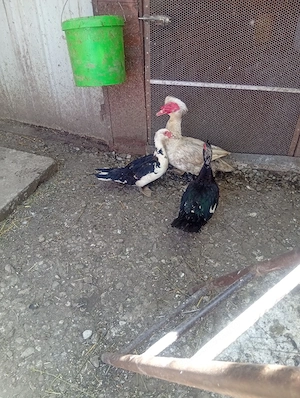 Vând 3 Rațe și un Rățoi Preț 300 Lei toate  - imagine 4