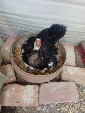 Vând 3 Rațe și un Rățoi Preț 300 Lei toate  - imagine 2