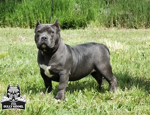 American bully pocket - imagine 5