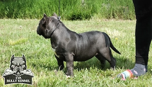 American bully pocket - imagine 3