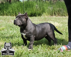 American bully pocket - imagine 4