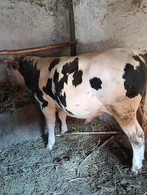 vand tăuraș  - imagine 3