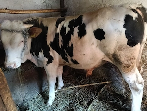 vand tăuraș  - imagine 2