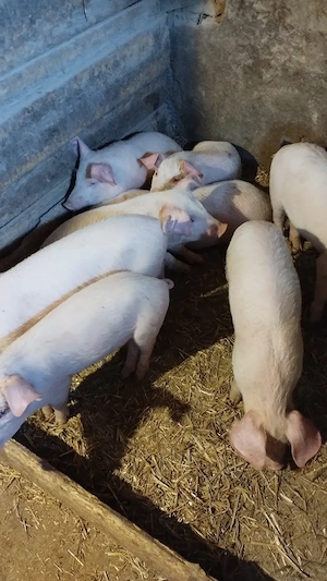 Vând purcei de 9-10 săptămâni 