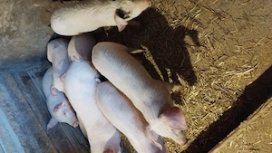 Vând purcei de 9-10 săptămâni  - imagine 2