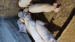 Vând purcei de 9-10 săptămâni  - imagine 4