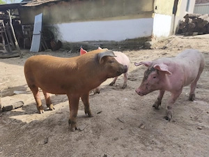 Grasuni de vanzare - imagine 3