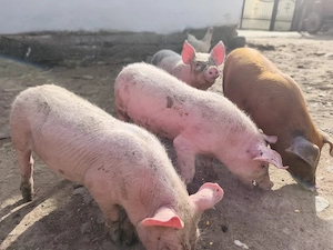 Grasuni de vanzare - imagine 2