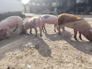 Grasuni de vanzare - imagine 4