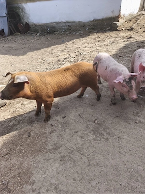 Grasuni de vanzare - imagine 5