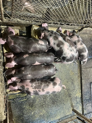 vind purcei 7 saptamini pietrain belgian  