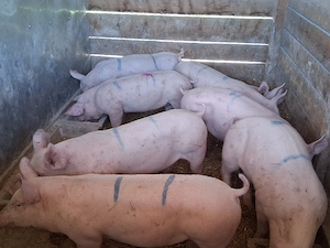 vând soldani  medie 60 kg ,Rasa de calitate Marele Alb &Pic  carne 100%(toți masculi castraţi) - imagine 2