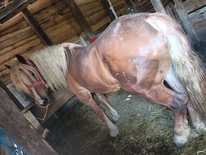 vand iapa 3 ani  - imagine 2