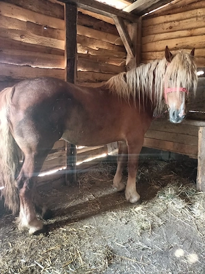 vand iapa 3 ani  - imagine 5