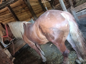 vand iapa 3 ani  - imagine 3