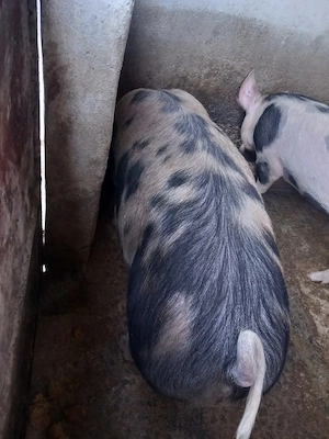 Vând porc gras - imagine 2