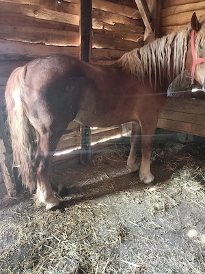 vand iapa 3 ani  - imagine 4