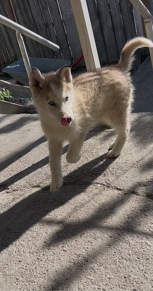 husky de vanzare - imagine 4