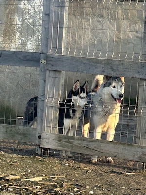 husky de vanzare - imagine 3