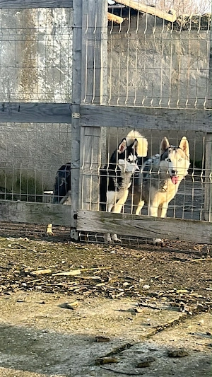 husky de vanzare - imagine 5