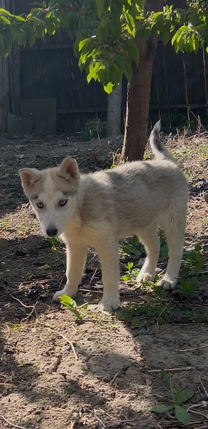 husky de vanzare - imagine 2