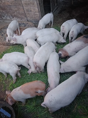 purcei de casa  - imagine 5