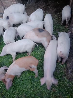 purcei de casa  - imagine 3