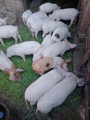 purcei de casa  - imagine 4