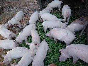 purcei de casa  - imagine 2