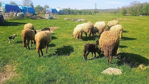 Vand oi cu miei  - imagine 2