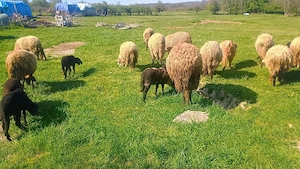 Vand oi cu miei  - imagine 3