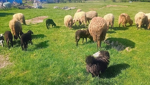 Vand oi cu miei  - imagine 4