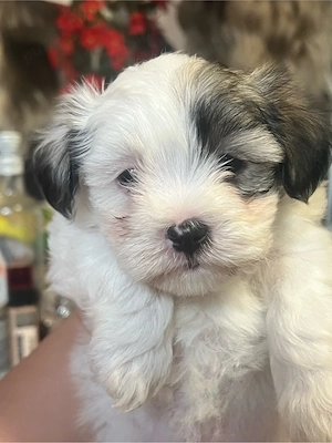 bichon de vanzare  - imagine 2