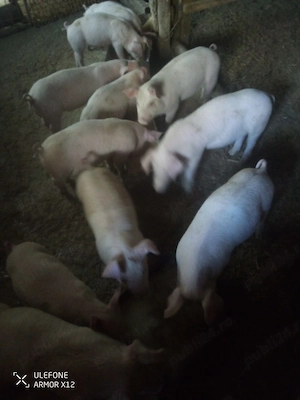 Purcei Landrace metis - imagine 2