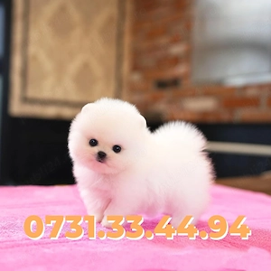 Pomeranian Toy Boo de vanzare|Talie mica|cu FACTURA|MICROCIP|GARANTIE|CARNET-Transport GRATUIT - imagine 3