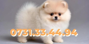 Pomeranian Toy Boo de vanzare|Talie mica|cu FACTURA|MICROCIP|GARANTIE|CARNET-Transport GRATUIT - imagine 2