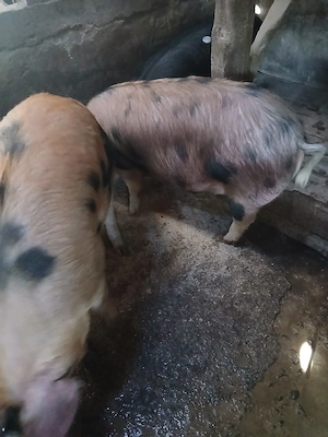 porci de vânzare - imagine 4
