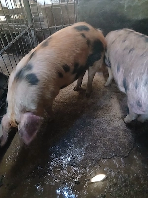 porci de vânzare - imagine 5