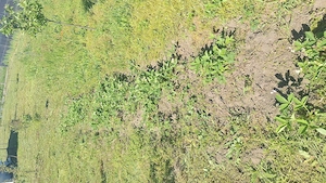 Vand teren in Călărași zona linistita, cu vecini foarte buni.