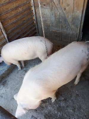 vind porci  2 bucati intretinuti cu ceriale  - imagine 2