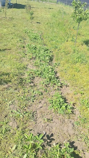 Vand teren in Călărași zona linistita, cu vecini foarte buni.