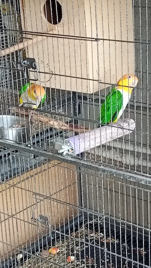 vând pereche papagali caique - imagine 5