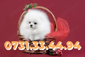 Pomeranian Boo de vanzare cu FACTURA-MICROCIP-CARNET-GARANTIE-transport GRATUIT la Cluj Napoca - imagine 3