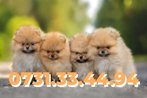 Pomeranian Boo de vanzare cu FACTURA-MICROCIP-CARNET-GARANTIE-transport GRATUIT la Cluj Napoca - imagine 2